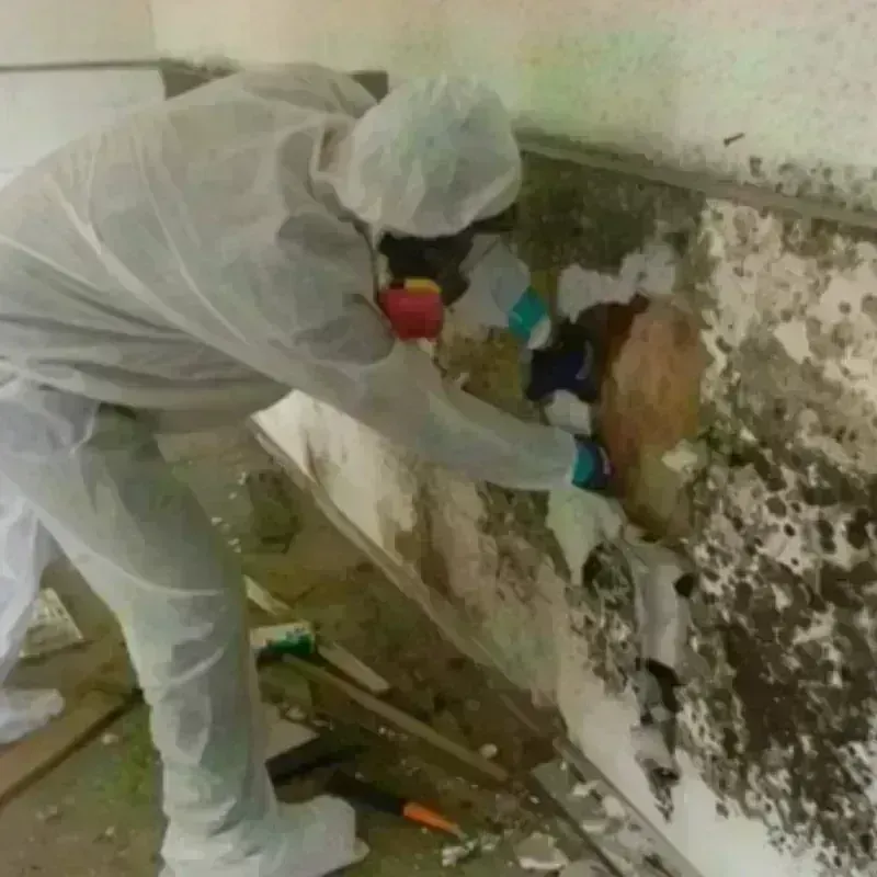 Mold Remediation and Removal in Martindale, TX